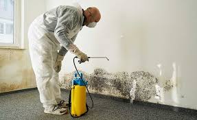  , USA Mold Removal Services Pros